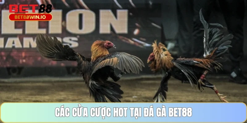 Các cửa cược hot tại Đá gà BET88 Các cửa cược hot tại Đá gà BET88