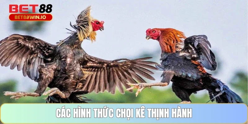 Các hình thức chọi kê thịnh hành Các hình thức chọi kê thịnh hành